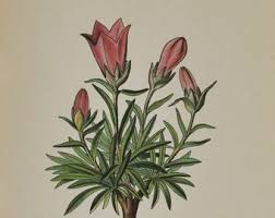 Attēlu rezultāti vaicājumam “Callitriche verna flower”