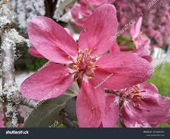 Attēlu rezultāti vaicājumam “Malus purpurea flower”