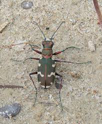 Attēlu rezultāti vaicājumam “Cicindela hybrida”