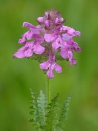 Attēlu rezultāti vaicājumam “Pedicularis palustris”