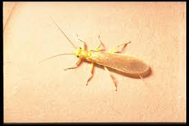 Attēlu rezultāti vaicājumam “Plecoptera”