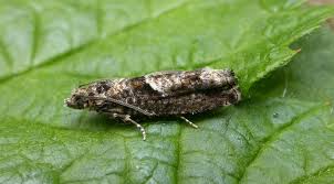 Attēlu rezultāti vaicājumam “Epinotia immundana”