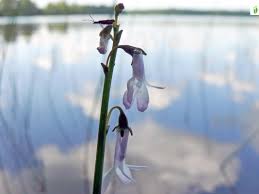 Attēlu rezultāti vaicājumam “Lobelia dortmanna flower”