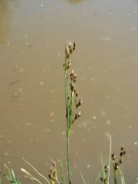 Attēlu rezultāti vaicājumam “Juncus compressus”