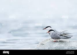 Attēlu rezultāti vaicājumam “Sterna hirundo adult”