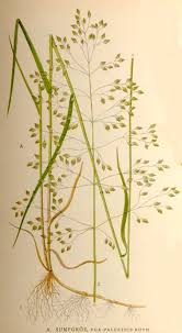 Attēlu rezultāti vaicājumam “Poa palustris leaf”