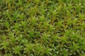 Attēlu rezultāti vaicājumam “Syntrichia ruralis var. ruralis sporophyte”