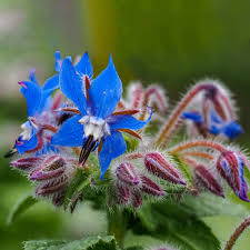 Attēlu rezultāti vaicājumam “Borago officinalis”