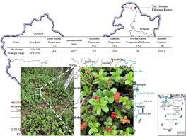 Attēlu rezultāti vaicājumam “Lachnum corticale”