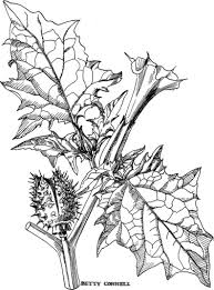 Image result for Datura stramonium