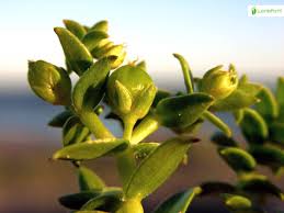 Attēlu rezultāti vaicājumam “Honckenya peploides flower”