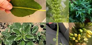 Attēlu rezultāti vaicājumam “Armeria vulgaris leaf”