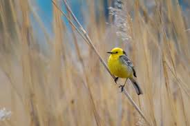 Attēlu rezultāti vaicājumam “Motacilla citreola male”