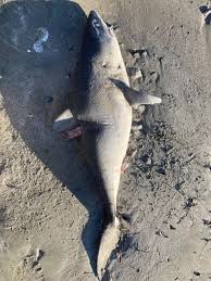 Image result for Lamna ditropis