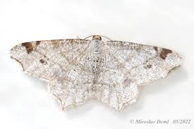 Attēlu rezultāti vaicājumam “Macaria notata”