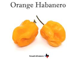 Afbeeldingsresultaat voor orange habanero hot pepper