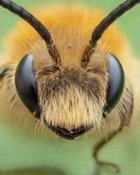 Attēlu rezultāti vaicājumam “Andrena”