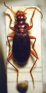 Attēlu rezultāti vaicājumam “Leistus ferrugineus”