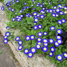 Image result for Convolvulus tricolor