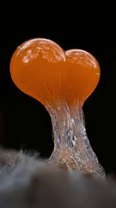 Attēlu rezultāti vaicājumam “Trichia decipiens”