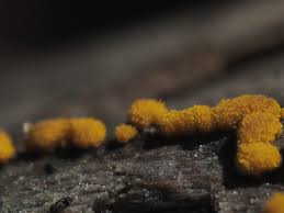 Attēlu rezultāti vaicājumam “Trichia ambigua spores”