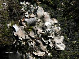 Attēlu rezultāti vaicājumam “Dermatocarpon luridum”