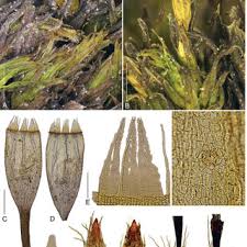 Attēlu rezultāti vaicājumam “Orthotrichum affine var. affine sporophyte”