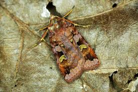 Attēlu rezultāti vaicājumam “Diarsia brunnea”