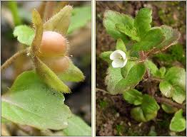 Attēlu rezultāti vaicājumam “Veronica agrestis leaf”