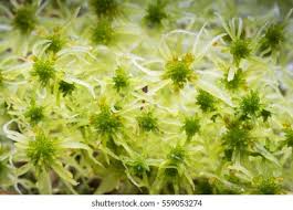Attēlu rezultāti vaicājumam “Sphagnum fallax sporophyte”