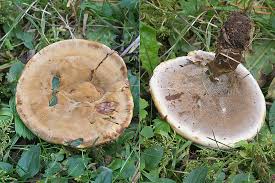 Attēlu rezultāti vaicājumam “Onnia tomentosa”