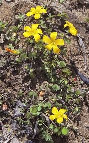 Attēlu rezultāti vaicājumam “Oxalis corniculata”