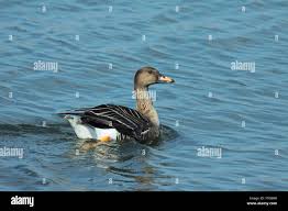 Attēlu rezultāti vaicājumam “Anser serrirostris adult”