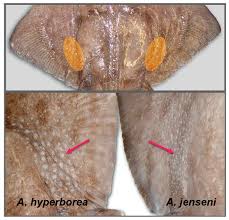 Image result for Amblyraja hyperborea