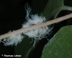 Attēlu rezultāti vaicājumam “Prociphilus xylostei”