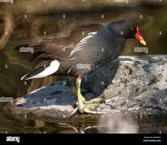 Attēlu rezultāti vaicājumam “Gallinula chloropus adult”