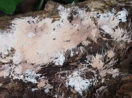 Attēlu rezultāti vaicājumam “Steccherinum fimbriatum”