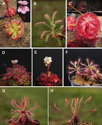 Image result for Drosera