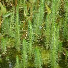 Attēlu rezultāti vaicājumam “Hippuridaceae”