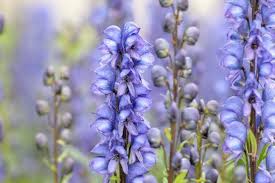 Image result for Aconitum napellus