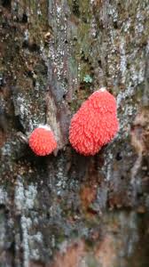 Attēlu rezultāti vaicājumam “Arcyria denudata stalked”