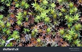 Attēlu rezultāti vaicājumam “Polytrichum piliferum”