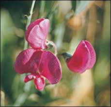 Attēlu rezultāti vaicājumam “Lathyrus latifolius”