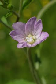 Attēlu rezultāti vaicājumam “Epilobium montanum”
