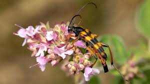 Attēlu rezultāti vaicājumam “Strangalia attenuata”