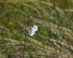 Attēlu rezultāti vaicājumam “Linaceae”