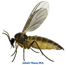 Attēlu rezultāti vaicājumam “Sciaridae”