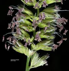 Attēlu rezultāti vaicājumam “Cynosurus cristatus”