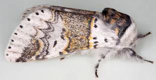 Attēlu rezultāti vaicājumam “Cribraria martinii macro”