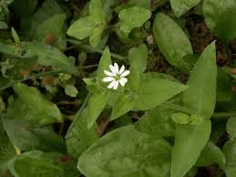 Attēlu rezultāti vaicājumam “Myosoton aquaticum”